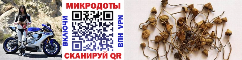Галлюциногенные грибы прущие грибы  хочу   Саратов 