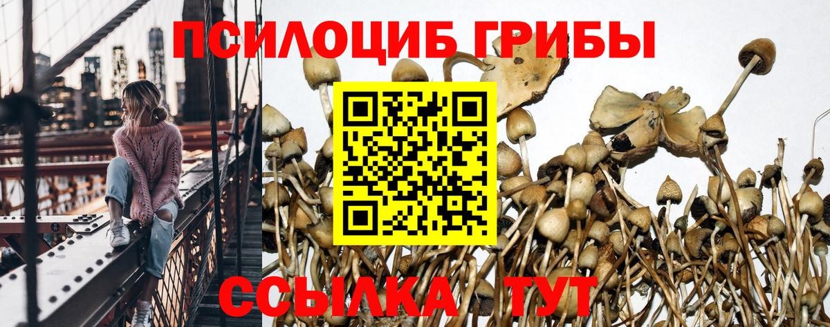 Псилоцибиновые грибы мицелий Саратов